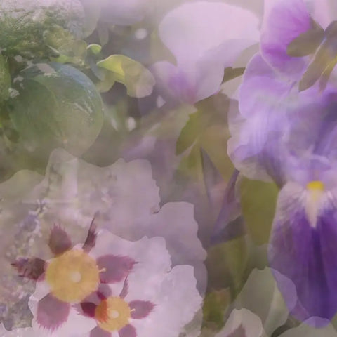 FRAGRANZA D'AMBIENTE 2500ML REFILL GIGLIO DI FIRENZE  DR. VRANJES