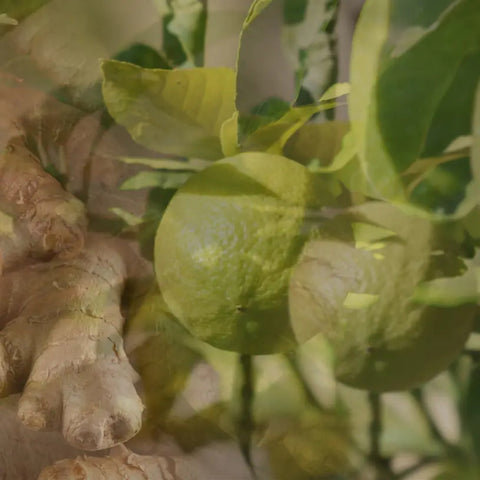 DR. VRANJES FRAGRANZA AMBIENTE 2500 ML GINGER LIME