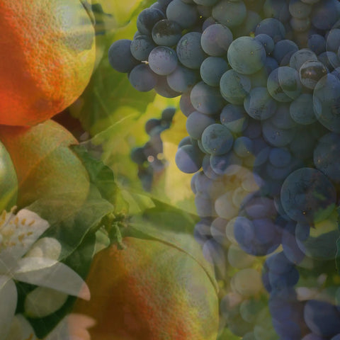 FRAGRANZA D'AMBIENTE 2500ML REFILL ARANCIO UVA ROSSA DR. VRANJES