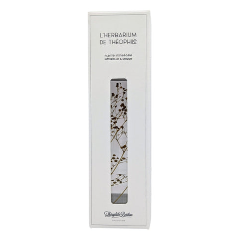 HERBARIUM GYPSOPHILE GOLD CYLINDER 21 CM THEOPHILE BERTON