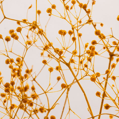 HERBARIUM H 21 CM GYPSOPHILE SAFFRON CYLINDER THEOPHILE BERTHON YELLOW