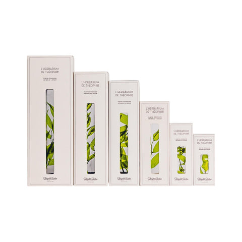 HERBARIUM H 21 CM GYPSOPHILE SAFFRON CYLINDER THEOPHILE BERTHON YELLOW