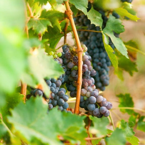 REFILL FRAGRANZA COLLEZIONE 500 ML ROSSO NOBILE DR. VRANJES