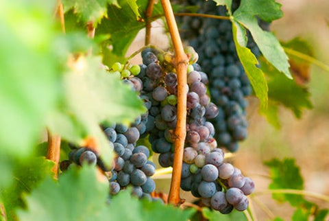 FRAGRANZA AMBIENTE ROSSO NOBILE 1250 ML DR. VRANJES Dr. Vranjes