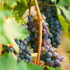 SPRAY FRAGRANZA AMBIENTE ROSSO NOBILE 100 ML DR. VRANJES