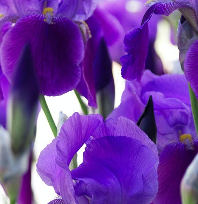 DR. VRANJES AMBIENT PERFUME SPRY 100 ML giglio florence