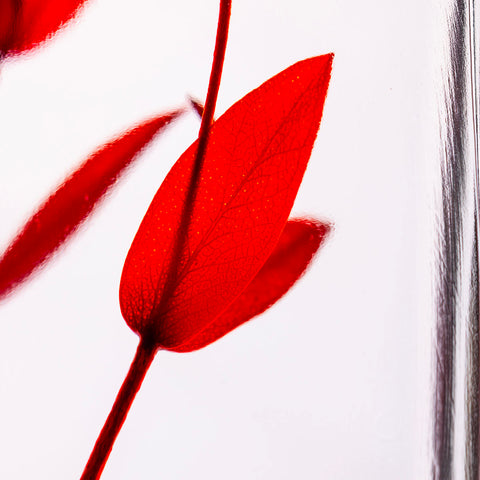 HERBARIUM H 21 CM EUCALYPTUS PARVIFOLIA RED CYLINDER THEOPHILE BERTHON RED