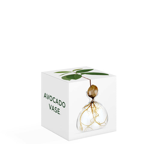 ILEX STUDIO VASI AVOCADO CLEAR ART. 003